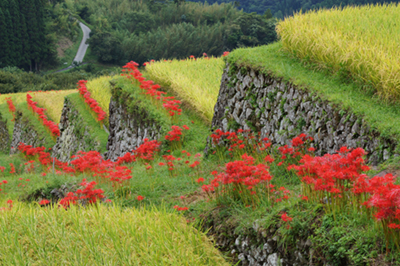 坂元棚田